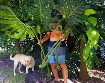 Monstera Deliciosa Cutting – RARE FRUIT Bearing GIANT Mature Plant, Guaranteed Over 2" Inches Thick! Double Nodes! New Leaves Fenestrated