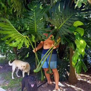 Monstera Deliciosa Cutting RARE FRUIT Bearing GIANT Mature Plant, Guaranteed Over 2 Inches Thick Double Nodes New Leaves Fenestrated image 1