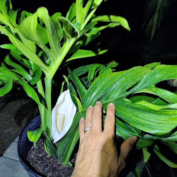 Monstera Pinnatipartita Monstera Peru Rare Large Form Leaf Large Leaf 7 Gallon Size Pot