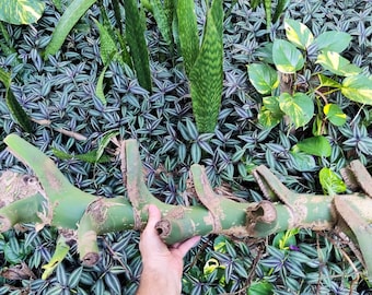 Monstera Deliciosa HUGE Wetstick Wet Stick Log Size Cutting Chonk at Least 2 Feet Long Over 2 Inches Thick LIMITED AVAILABILITY!