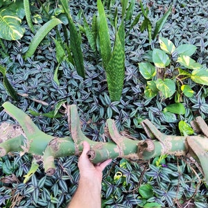 Monstera Deliciosa HUGE Wetstick Wet Stick Log Size Cutting Chonk at Least 2 Feet Long Over 2 Inches Thick LIMITED AVAILABILITY!
