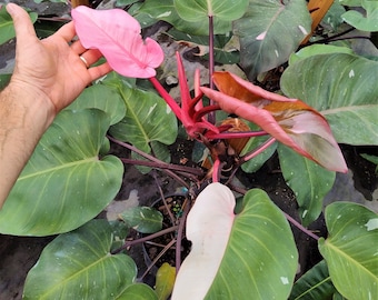 GIANT RARE Philodendron Pink Princess - Philodendron Erubescens Rare Huge PPP Plant Climbing On Pole 3 Gallon Pot - Biggest Available!