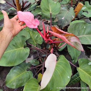 GIANT RARE Philodendron Pink Princess - Philodendron Erubescens Rare Huge PPP Plant Climbing On Pole 3 Gallon Pot - Biggest Available!