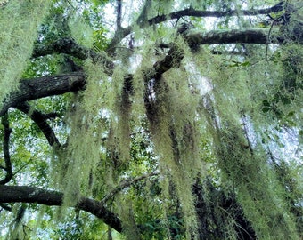 LIVE Spanish Moss Bromeliad Air Plant Tillandsia 3.75 Gallons! EASY CARE Houseplant Free 2-3 Day Priority Mail Shipping