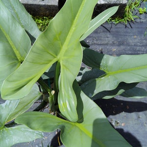 Philodendron Hastatum Philodendron Silver Sword RARE Giant Large Form Narrow Leaves Huge Rare Plant Climbing on Pole 3 Gallon Pot US Seller image 7