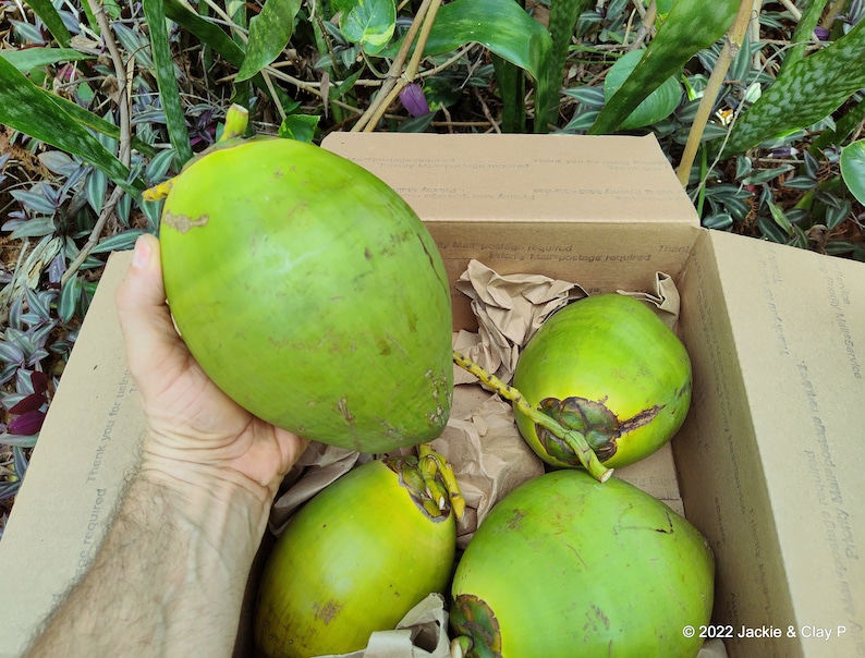 Green Coconuts Organic Coconut Water Young Coconuts Fresh FREE Etsy