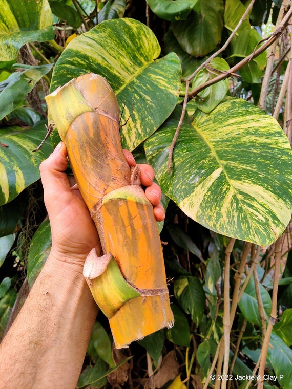 INSANE Giant Golden Pothos Cuttings BIGGEST Hawaiian Available Special Rare Houseplant Size GUARANTEED Big as Paper Towel Roll Tube 2 for 1 Etsy Ireland