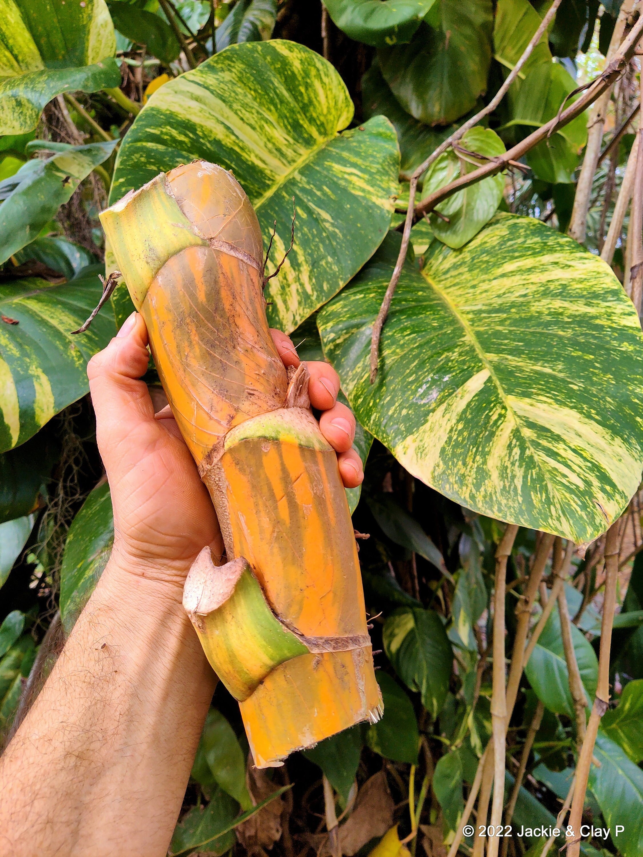 Monstera Deliciosa Cutting RARE FRUIT Bearing GIANT Mature Plant,  Guaranteed Over 2 Inches Thick Double Nodes New Leaves Fenestrated 