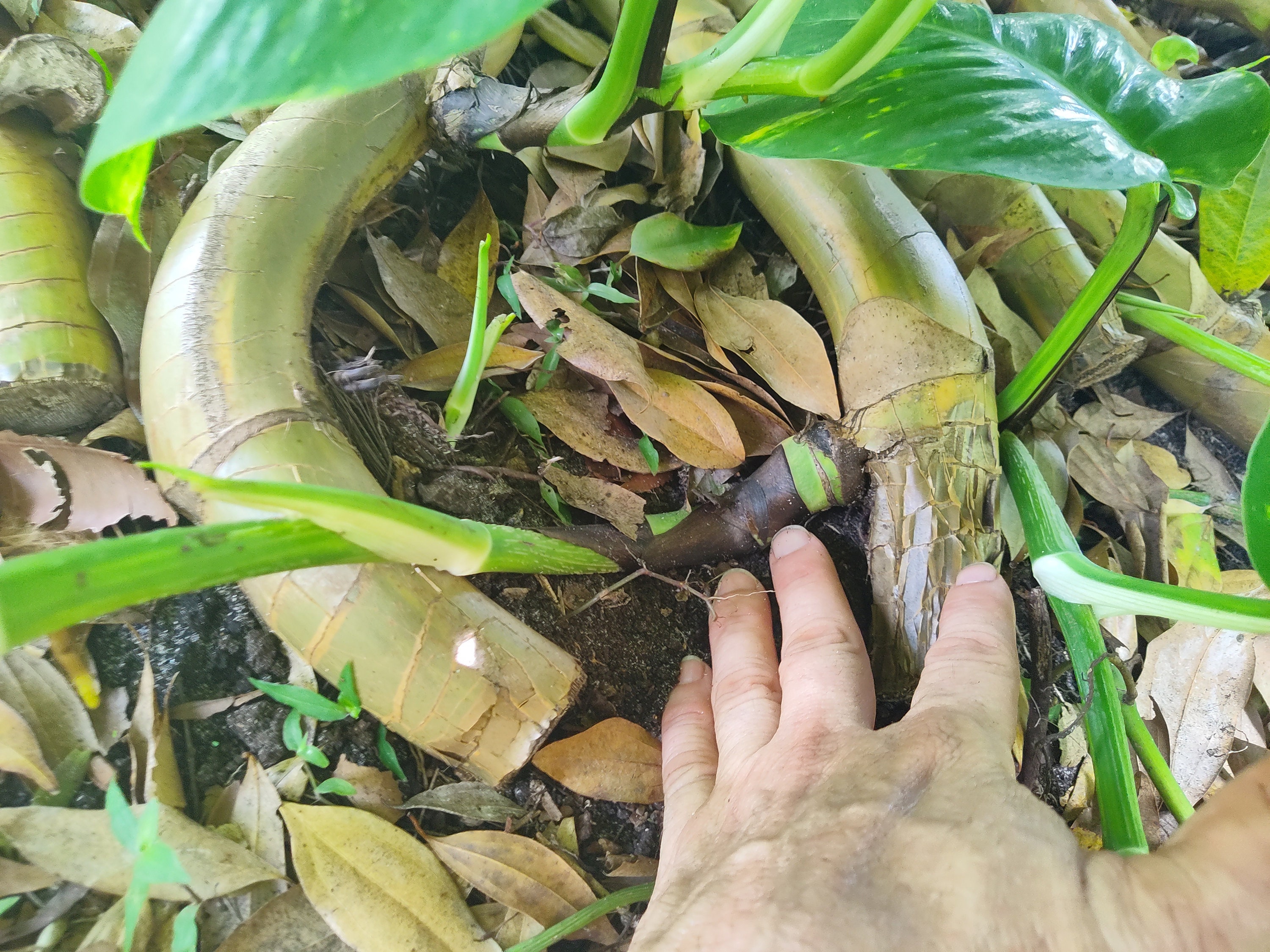 RARE GIANT Golden Pothos Hawaiian Fenestrated Climbing Vine