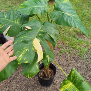 Giant POTTED fully ROOTED 6 Foot Tall Golden Pothos Hawaiian Pothos Huge New Leaves Climbing Totem. 3&#39; Also Available