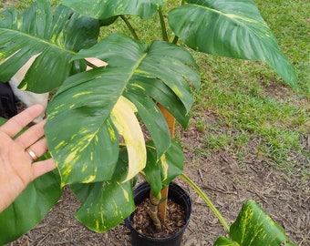 Giant POTTED fully ROOTED 6 Foot Tall Golden Pothos Hawaiian Pothos Huge New Leaves Climbing Totem. 3' Also Available