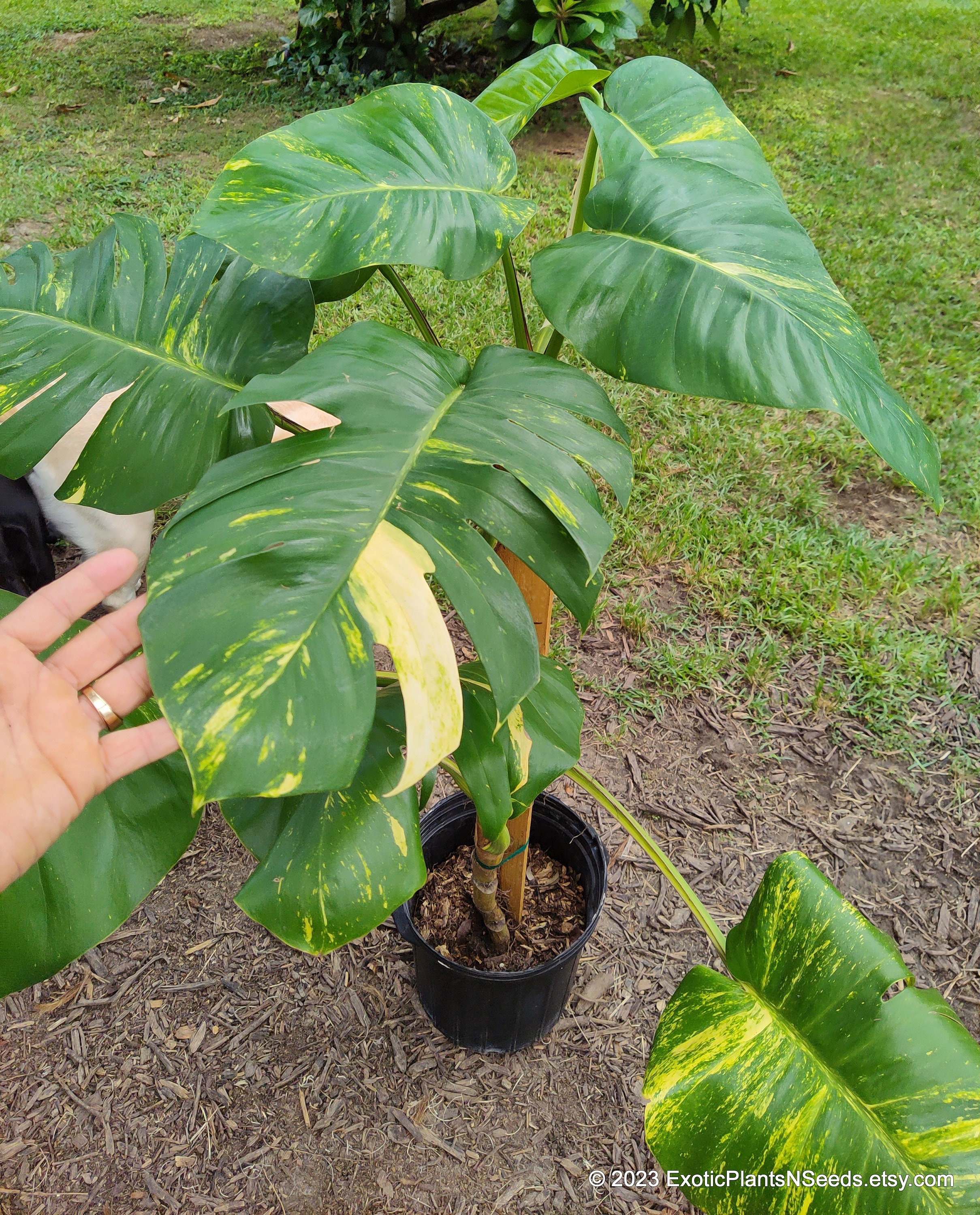 Giant POTTED fully ROOTED 6 Foot Tall Golden Pothos Hawaiian Pothos Huge New Leaves Climbing Totem. 3' Also Available