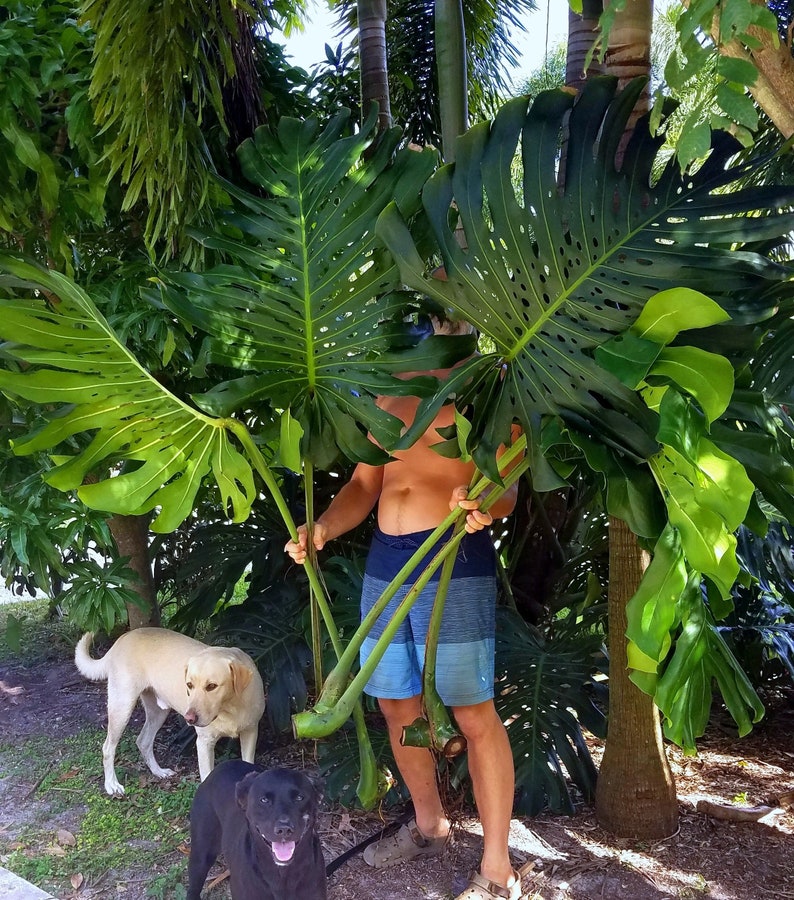 Monstera Deliciosa Cutting RARE FRUIT Bearing GIANT Mature Plant, Guaranteed Over 2 Inches Thick Double Nodes New Leaves Fenestrated image 1