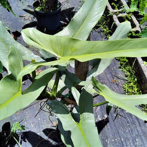 Philodendron Hastatum Philodendron Silver Sword RARE Giant Large Form Narrow Leaves Huge Rare Plant Climbing on Pole 3 Gallon Pot US Seller image 6