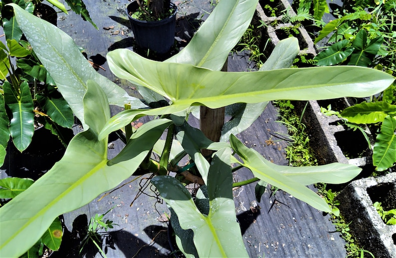 Philodendron Hastatum Philodendron Silver Sword RARE Giant Large Form Narrow Leaves Huge Rare Plant Climbing on Pole 3 Gallon Pot US Seller image 6