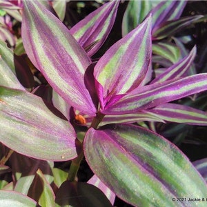 Tradescantia Zebrina House Plant Entire Box STUFFED FULL! Wandering Jew Wandering Dude Inch plant Spiderwort