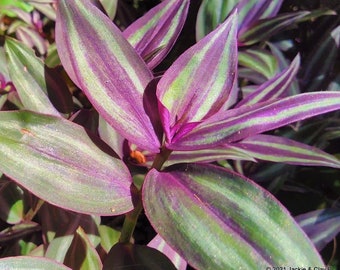 Tradescantia Zebrina House Plant Entire Box STUFFED FULL! Wandering Jew Wandering Dude Inch plant Spiderwort