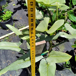 Philodendron Hastatum Philodendron Silver Sword RARE Giant Large Form Narrow Leaves Huge Rare Plant Climbing on Pole 3 Gallon Pot US Seller image 8