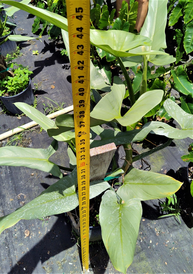 Philodendron Hastatum Philodendron Silver Sword RARE Giant Large Form Narrow Leaves Huge Rare Plant Climbing on Pole 3 Gallon Pot US Seller image 8