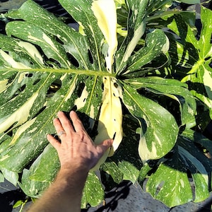 Thai Constellation Monstera Deliciosa GIANT Variegated Monstera 7 gallon pot Not Borsigiana or Albo Huge Monstera Variegata High Variegation