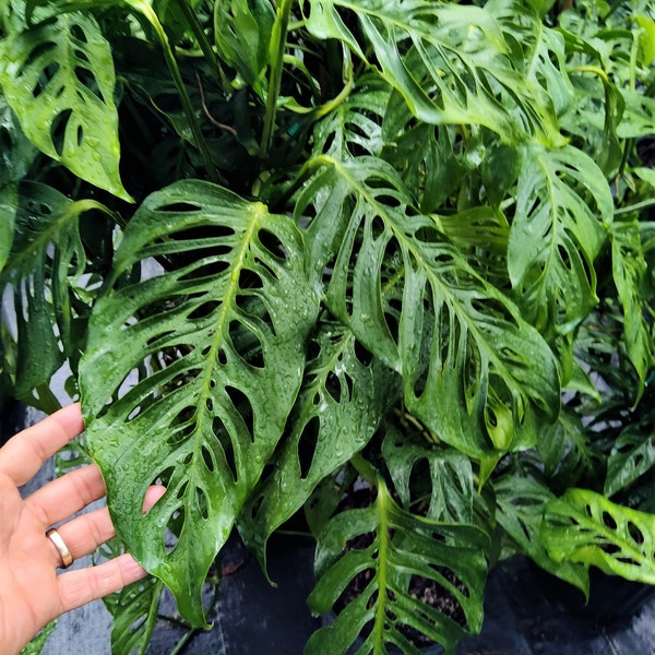 Monstera Adansonii Swiss Cheese Plant RARE Plant 3 Gallon Climbing Vines Leaves w Fenestrations Exotic Mature Vines US Seller