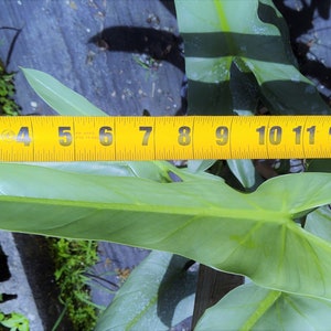 Philodendron Hastatum Philodendron Silver Sword RARE Giant Large Form Narrow Leaves Huge Rare Plant Climbing on Pole 3 Gallon Pot US Seller image 3