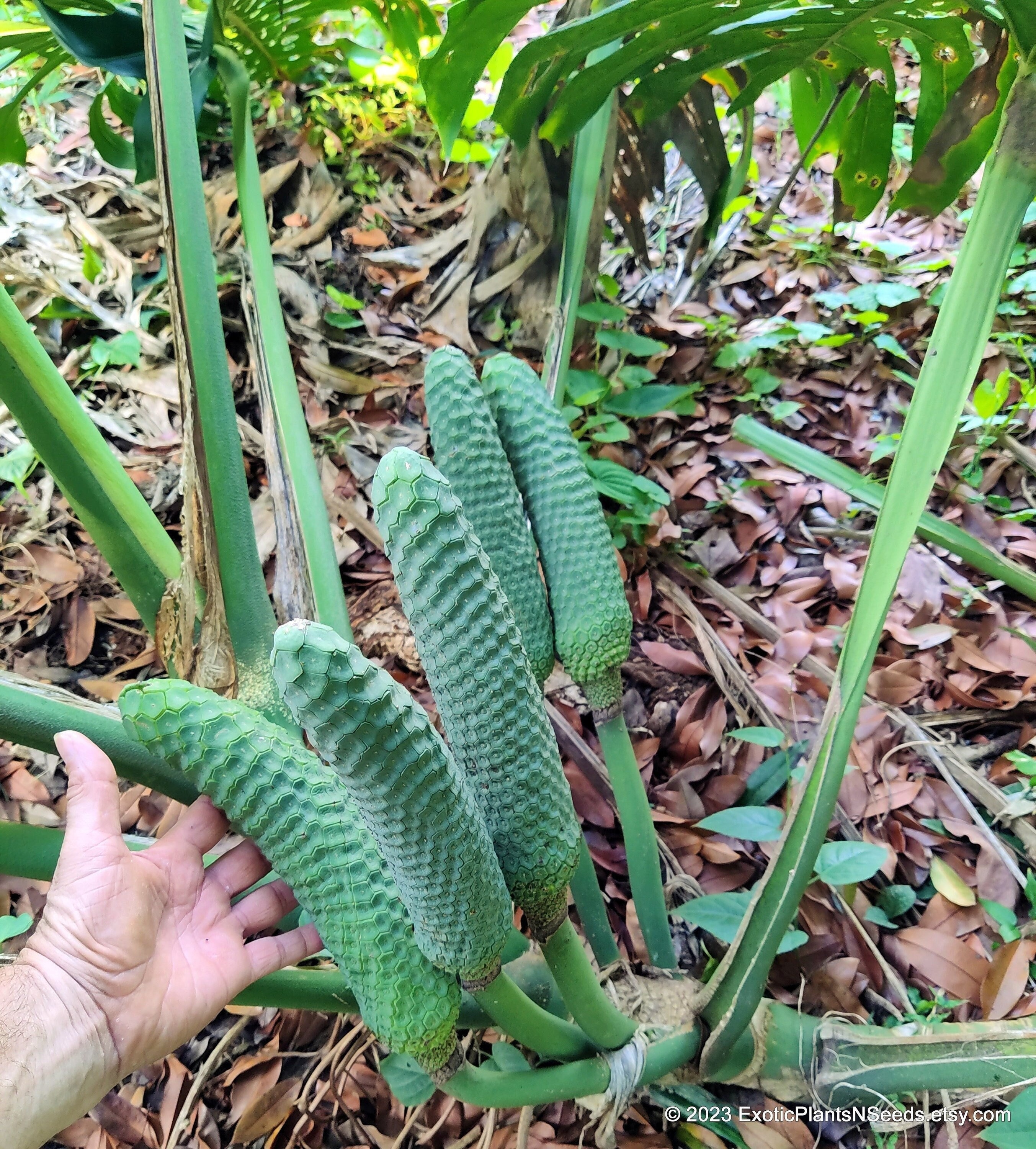 Monstera Deliciosa - Buy Monstera Deliciosa online from Miami Fruit