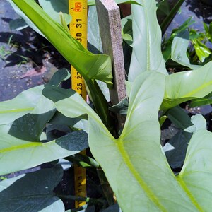 Philodendron Hastatum Philodendron Silver Sword RARE Giant Large Form Narrow Leaves Huge Rare Plant Climbing on Pole 3 Gallon Pot US Seller image 4