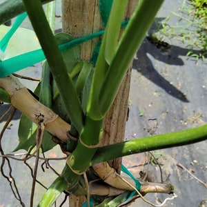 Philodendron Hastatum Philodendron Silver Sword RARE Giant Large Form Narrow Leaves Huge Rare Plant Climbing on Pole 3 Gallon Pot US Seller image 5