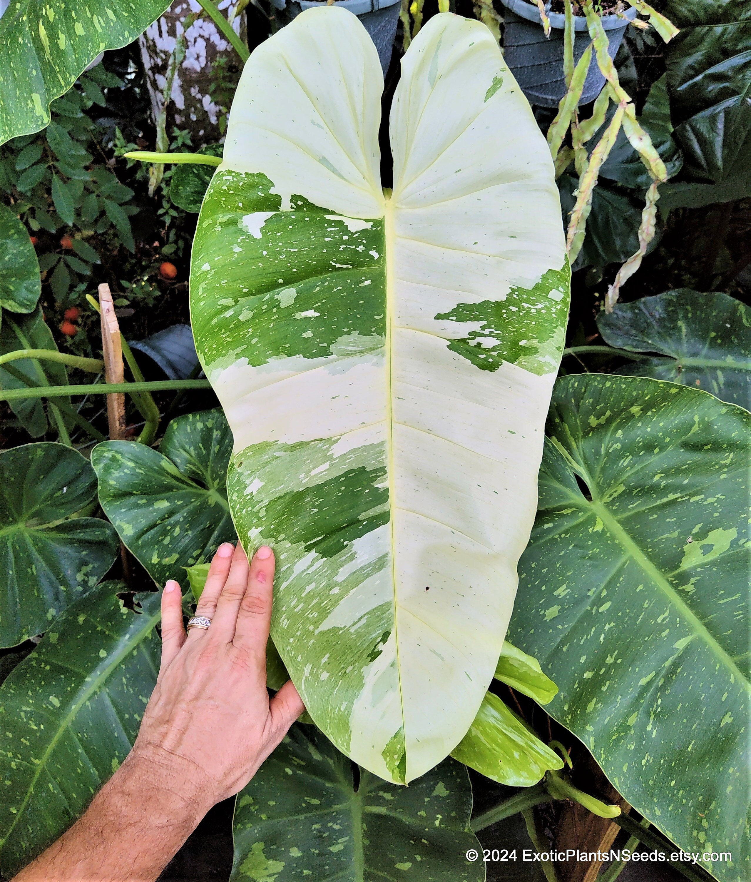 Philodendron Jose Buono Variegated Philodendron in 3 Gallon Pot Rare Plant HUGE Leaves Mature XL Size Giant Philodendron Big Aerial Roots