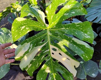 Thai Constellation Variegated Monstera Deliciosa Like Creme Brulee 3 Gallon Pot Not Borsigiana or Albo HUGE High Variegation Large Form