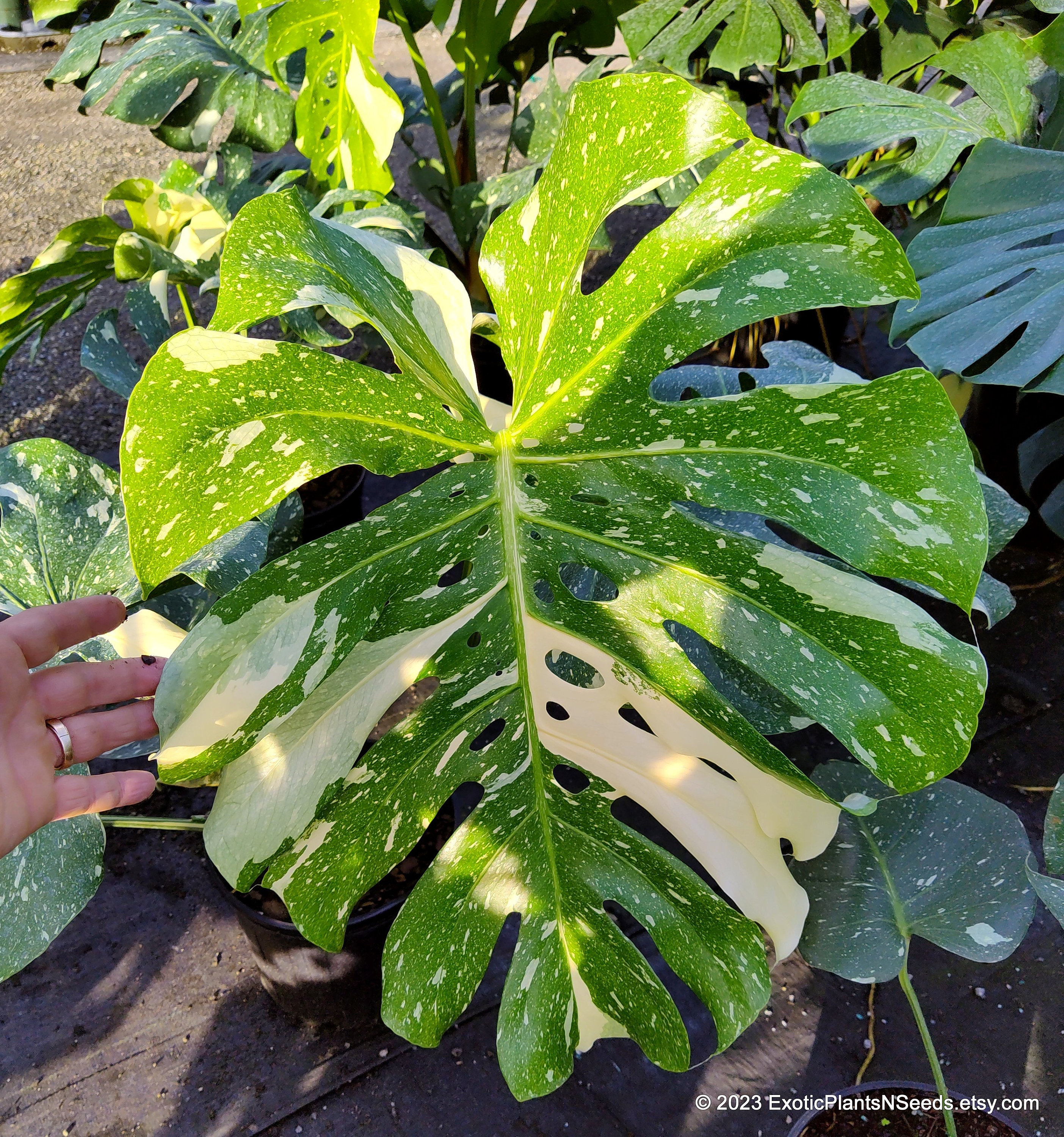 モンステラ Thai Constellation ‘Crème Brûlée’ Creme Brulee Monstera, Creme Brulee Thai Constellation