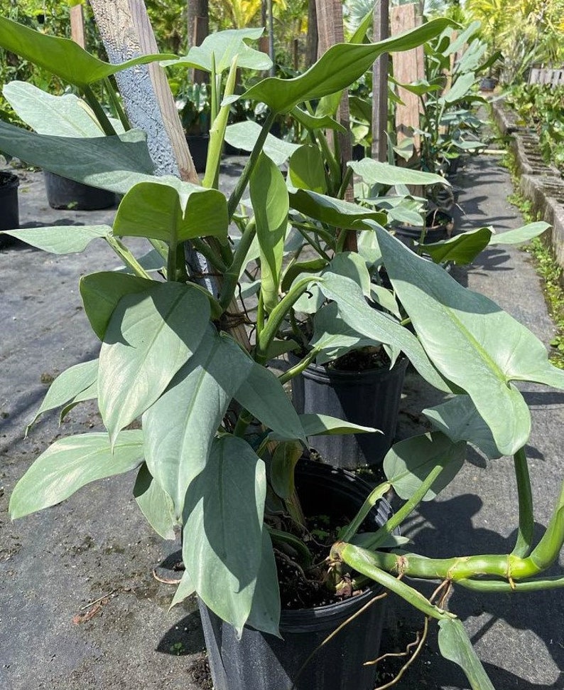 Philodendron Hastatum Philodendron Silver Sword RARE Giant Large Form Narrow Leaves Huge Rare Plant Climbing on Pole 3 Gallon Pot US Seller image 10