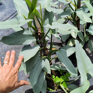 Philodendron Hastatum Philodendron Silver Sword RARE Giant Large Form Narrow Leaves Huge Rare Plant Climbing on Pole 3 Gallon Pot US Seller image 2