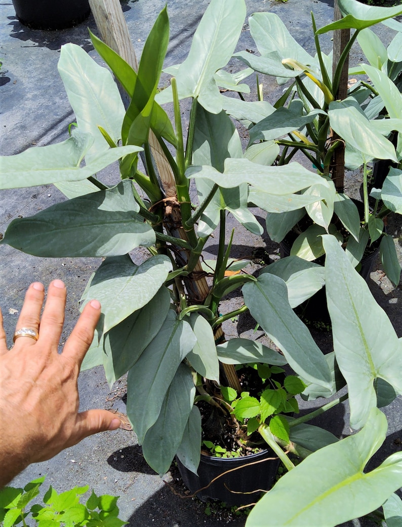 Philodendron Hastatum Philodendron Silver Sword RARE Giant Large Form Narrow Leaves Huge Rare Plant Climbing on Pole 3 Gallon Pot US Seller image 2