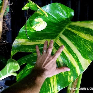 RARE GIANT Golden Pothos! Hawaiian Fenestrated Climbing Vine Cutting! 2 for 1 Sale and Each With 2 Nodes! Huge Variegated Epipremnum Aureum