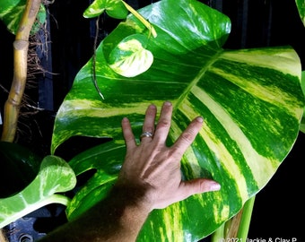 RARE GIANT Golden Pothos! Hawaiian Fenestrated Climbing Vine Cutting! 2 for 1 Sale and Each With 2 Nodes! Huge Variegated Epipremnum Aureum