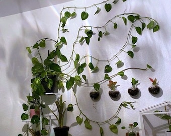 Variegated Golden Pothos LONG Vines! Entire Box FULL Over 40 Feet of Fresh Cut Pothos Vines to Propagate and Grow Beautiful House Plant