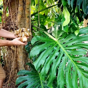 Monstera Deliciosa Cutting RARE FRUIT Bearing GIANT Mature Plant, Guaranteed Over 2 Inches Thick Double Nodes New Leaves Fenestrated image 4