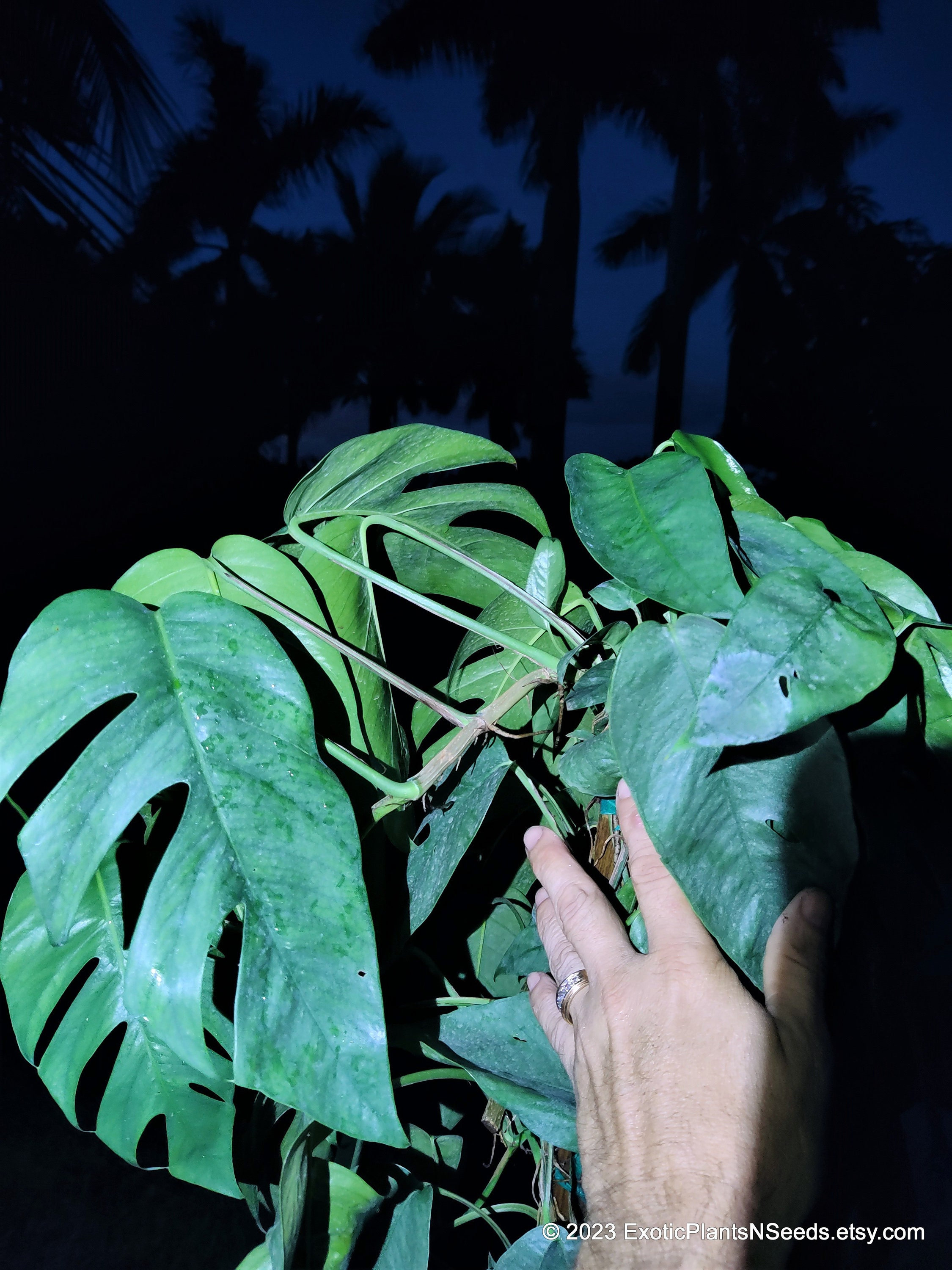 Cebu Blue Pothos Epipremnum Pinnatum Huge RARE Plant 3 Gallon