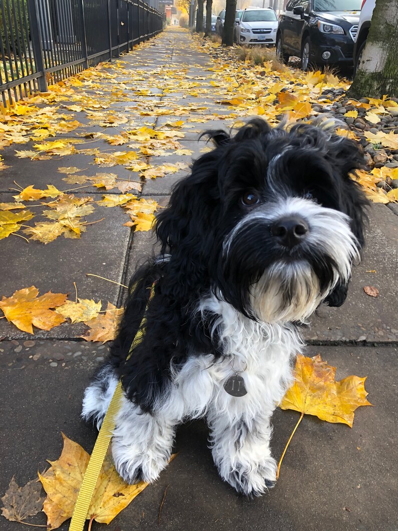 Leo dog charm and horoscope July 22 - August 22