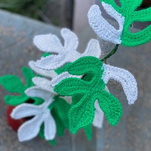 May include: A crocheted plant with green and white leaves. The leaves are shaped like monstera leaves.