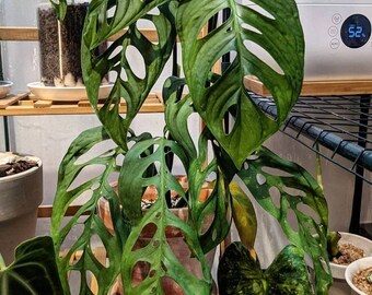 Monstera Esqueleto Epipremnoides Etsy