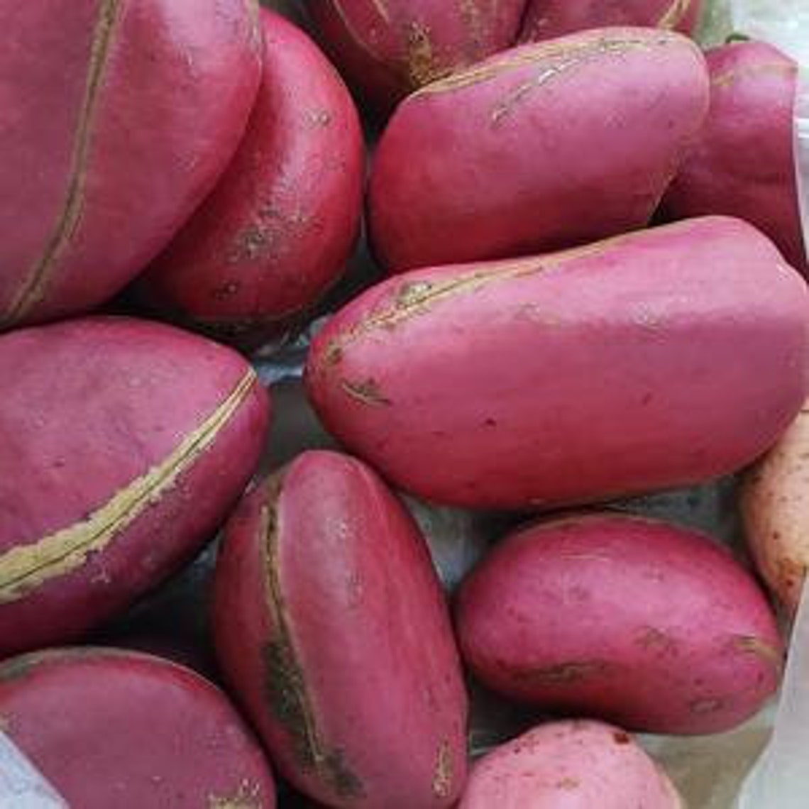 10 YORUBA 2 lobe KOLA NUTS Organic and fresh Etsy