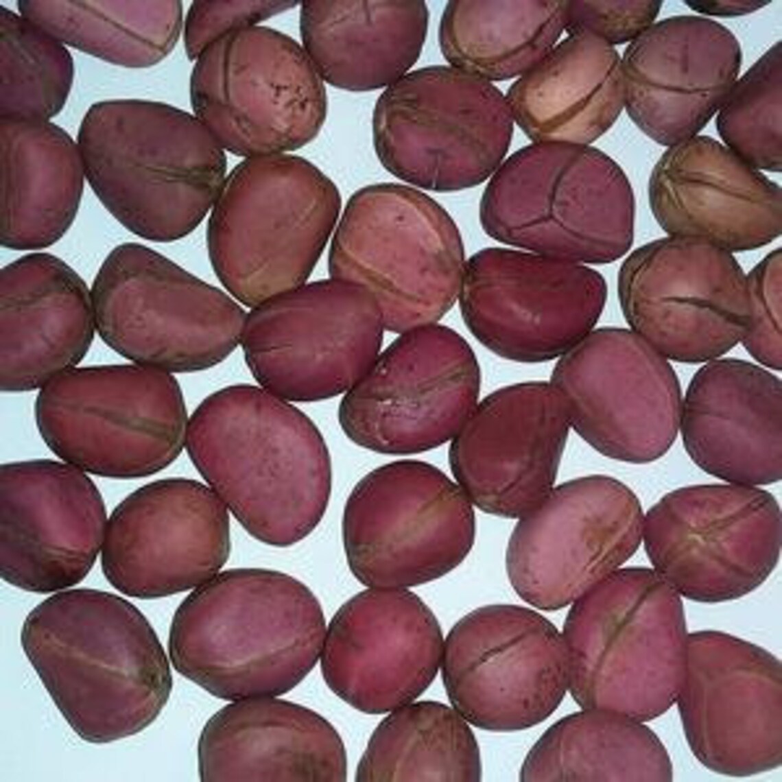 10 YORUBA 2 lobe KOLA NUTS Organic and fresh Etsy