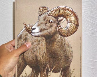 Bighorn Sheep Ram Illustration - Limited Edition of 50 - Fine Art Prints 8x10