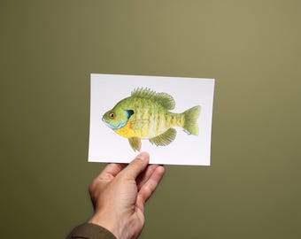 May include: A watercolour painting of a bluegill fish. The fish has a green back, yellow and orange belly, and a blue gill. The artwork is on a white rectangular card.
