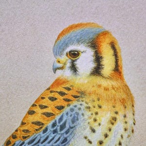 American Kestrel - Watercolor Painting - Bird of Prey - Fine Art Prints 8x10