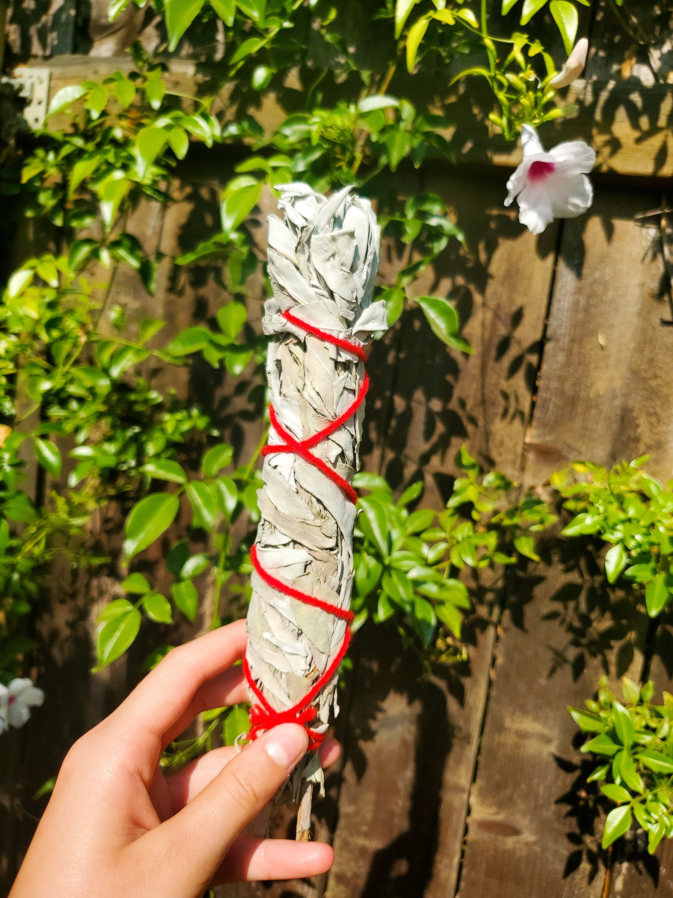 Kalifornischer Weißer Salbei | Etsy