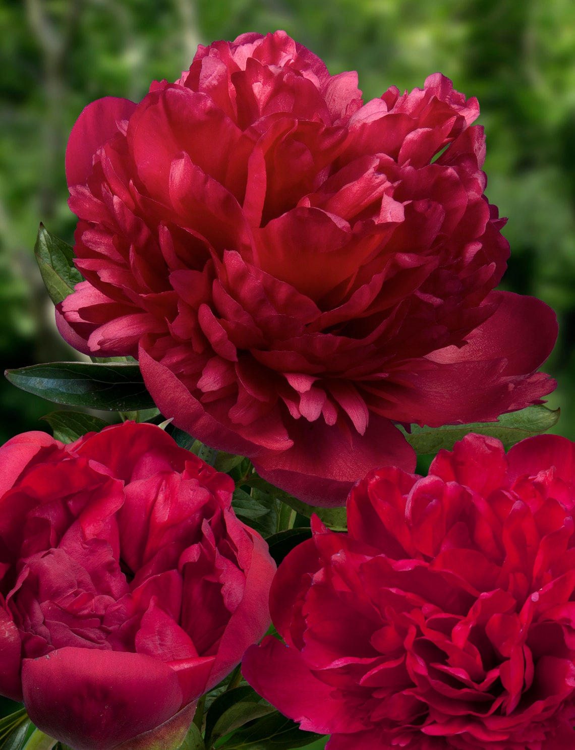 Peony Dark Deep Red Multi-petalled Flower Seeds big blooms | Etsy